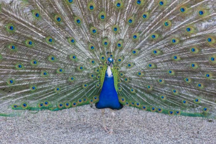 Pfau
