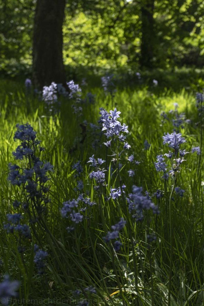 Royal Botanic Garden Edinburgh