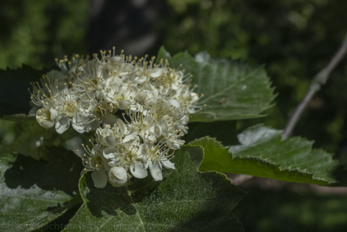 Royal Botanic Garden Edinburgh