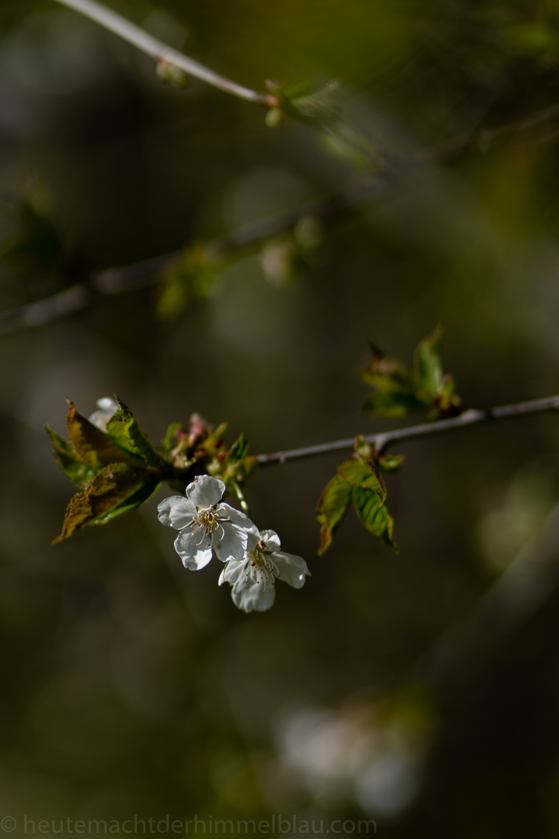 Kirschblüte