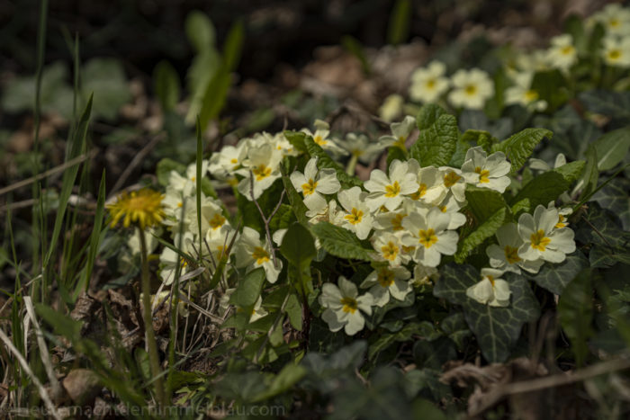 Frühling