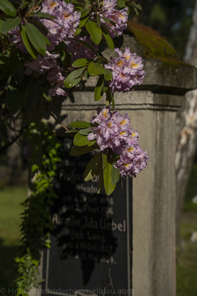 Johannisfriedhof Dresden