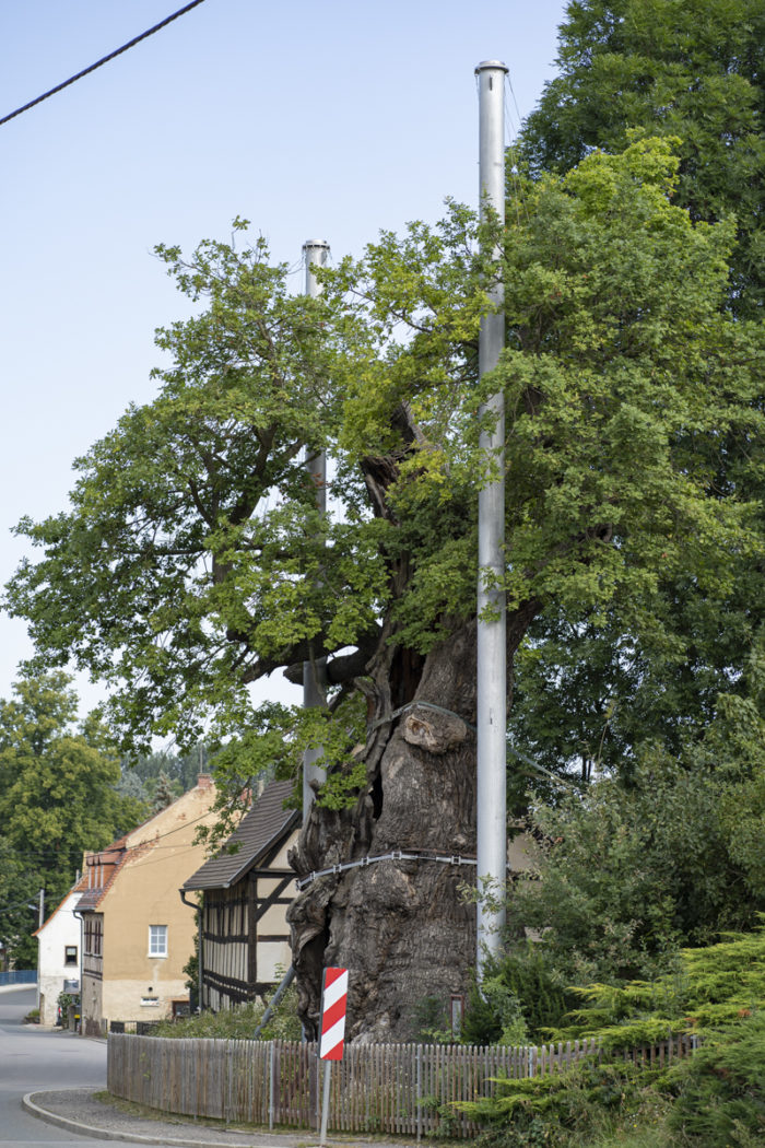 1000jährige Eiche Nöbdenitz