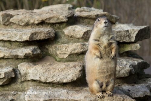 Bergzoo Halle